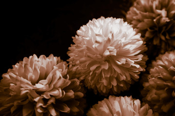 Beautiful abstract color black and yellow flowers on black background and gold flower frame and brown leaves texture, dark background, orange and gold love banner 