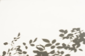 natural leaves shadow background . Abstract tree branch falling on light wall texture for backdrop and wallpaper.Floral card.