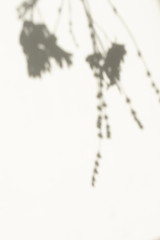 Obraz premium natural leaves shadow background . Abstract tree branch falling on light wall texture for backdrop and wallpaper.Floral card.