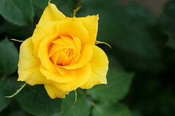 Beautiful yellow rose in a garden  background full frame
