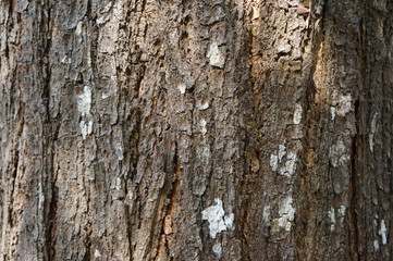 Embossed texture of the bark of trees. the vintage photo style of the old bark tree texture abstract background.