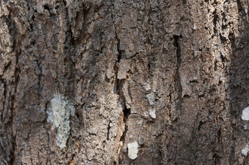 Embossed texture of the bark of trees. the vintage photo style of the old bark tree texture abstract background.