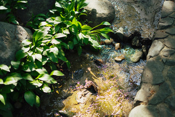 Flowing water and green plants
