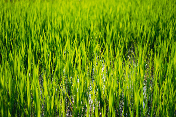 Obraz premium The green leaves of the lake shore to relax