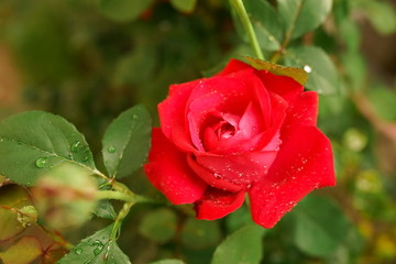 Beautiful red rose with water drops close up texture background full frame