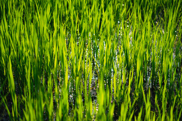 The green leaves of the lake shore to relax