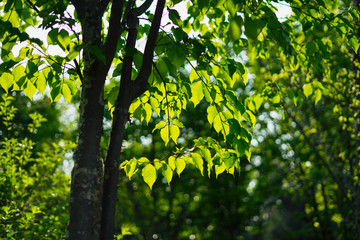 Maple of green leaves to relax heart
