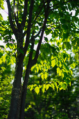 Fototapeta premium Maple of green leaves to relax heart