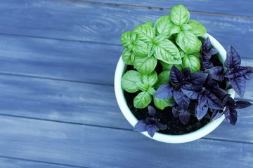 Fresh basil leaves pattern texture in the pot on blue wooden background. copy space