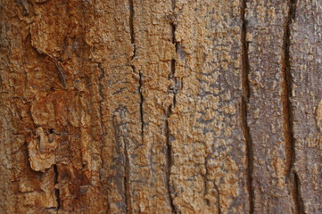 Embossed texture of the bark of trees. the vintage photo style of the old bark tree texture abstract background.