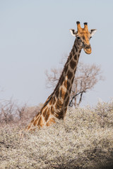 Angolan Giraffe Head and Neck above the Bushes in Etosha National Park