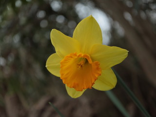 ラッパスイセン