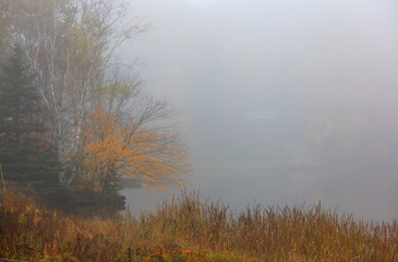 Autumn trees in rural Quebec caught in fog