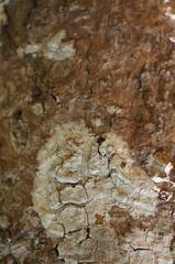 Embossed texture of the bark of trees. the vintage photo style of the old bark tree texture abstract background.