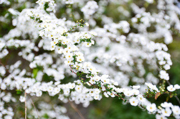ユキヤナギの花