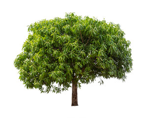 Fototapeta premium Isolated mango tree on white background
