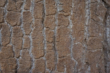 wood bark texture closeup for natural brown abstract bacgkround
