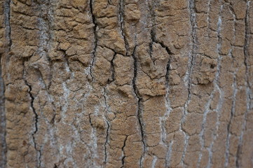 wood bark texture closeup for natural brown abstract bacgkround