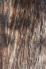 Obraz premium wood bark texture closeup for natural brown abstract bacgkround
