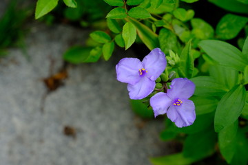 紫の花＿つゆ草＿花言葉＿ひとときの幸せ
