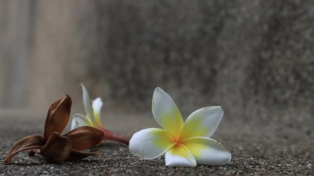 Beautiful sweet Plumeria flowers, blooming, concept for background texture. Vintage and natural background. close up flower. falling on the floor.
