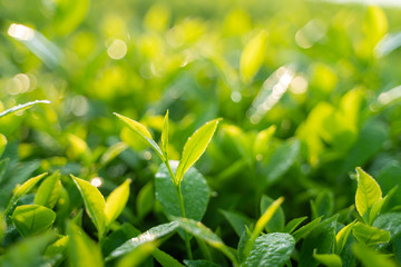 Green tea buds and leaves at early morning on plantation