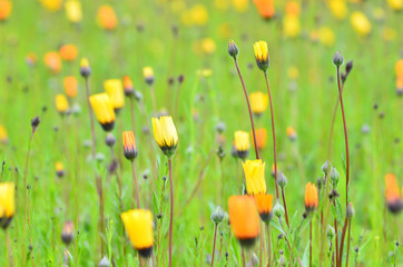 ハナビシソウ畑ーカリフォルニアポピー