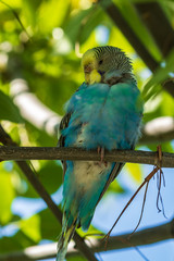 A beautiful light green parrot is sitting on a branch. Wildlife bird in the forest. Close-up.