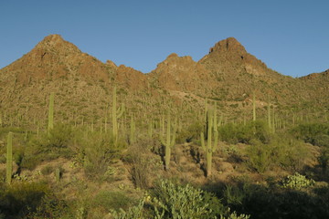 Saguaro cactus national park