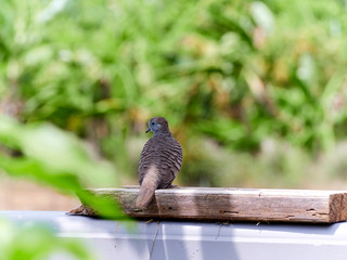 Geopelia striata in outdoor garden.