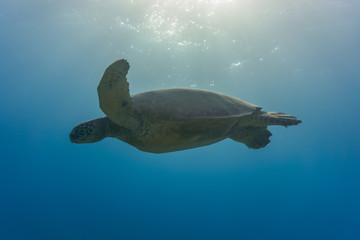 Fototapeta premium Silhouetted Sea Turtle Gliding in the Ocean Sunlight