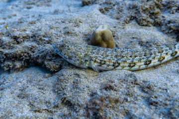 Macro Fish Picture with Camouflaged Hawaiian Clearfin Lizardfish