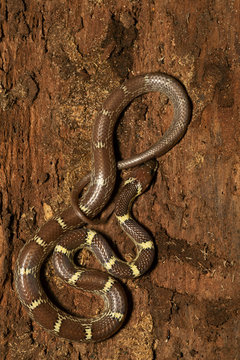 Indian wolf snake,  Lycodon aulicus, Panna Tiger Reserve, Madhya Pradesh, India