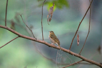 Olive backed Pipit,  Anthus hodgsoni, Mangan, Sikkim, India