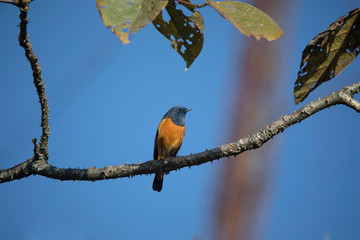 Blue fronted Redstart,  Phoenicurus frontalis, Pangolekha Wildlife Sanctuary, Sikkim, India