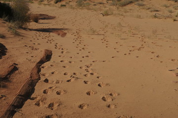 Animal tracks in desert