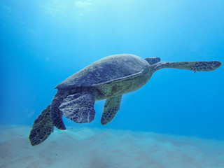 Sea Turtle Gliding in the Ocean Sunlight