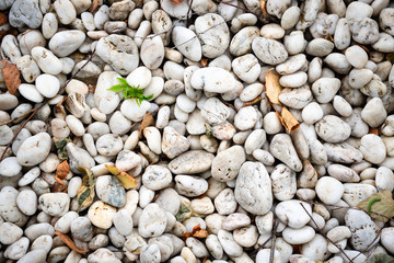 Sea pebbles bleached with sun and water strewn with small green leaves. Dry pebbles as a home garden decor.