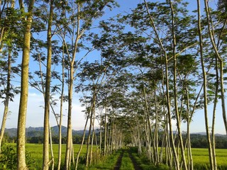 trees in forest