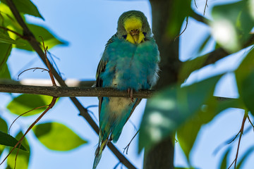 A beautiful light green parrot is sitting on a branch. Wildlife bird in the forest. Close-up.