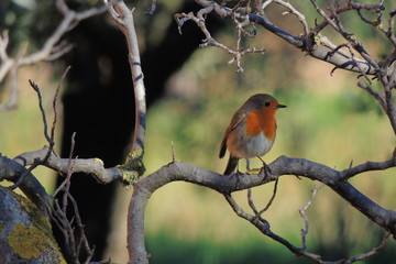 pettirosso tra i rami