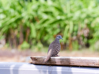 Geopelia striata in outdoor garden.