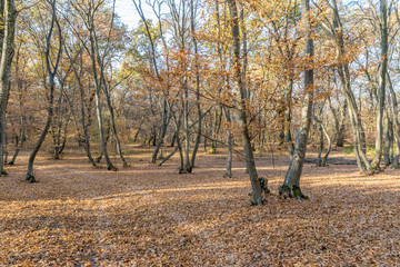Hoia Baciu Forest - World’s Most Haunted Forest with a reputation for many intense paranormal activity and unexplained events. Inside Hoia Baciu Haunted Forest in Cluj-Napoca, Transylvania, Romania
