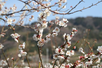 春の梅の花