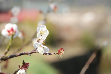 春の梅の花