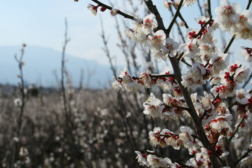 春の梅の花