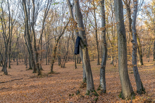 Hoia Baciu Forest - World&rsquo;s Most Haunted Forest with a reputation for many intense paranormal activity and unexplained events. Inside Hoia Baciu Haunted Forest in Cluj-Napoca, Transylvania, Romania