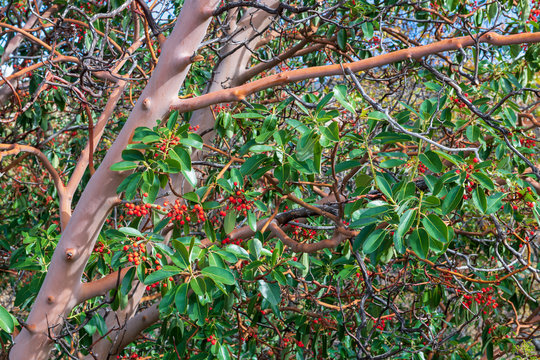 Branches and berries of a madrone tree