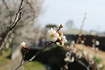 春の梅の花