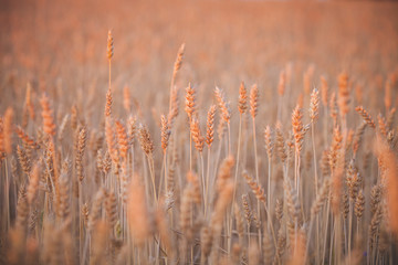 Fototapeta premium Field of golden wheat against the backdrop of a beautiful sunset. Agriculture. A rich harvest of wheat. Toning
